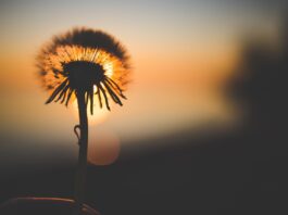 dandelion