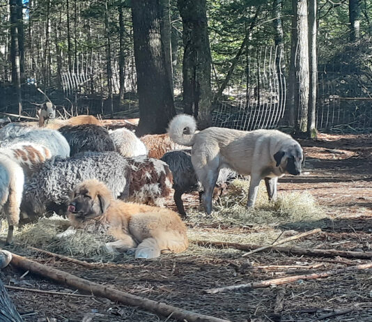 livestock guardian dogs and sheep