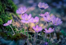 How to garden for climate change Hepatica