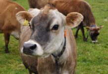 Caring for cows in a strong market jersey cow