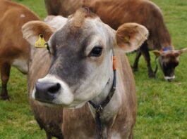 A Jersey cow, a miracle heifer and suddenly… infinite cheese jersey cow
