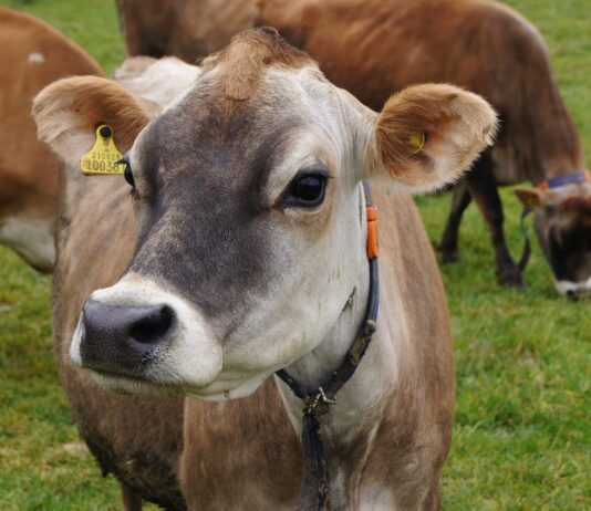A Jersey cow, a miracle heifer and suddenly… infinite cheese jersey cow
