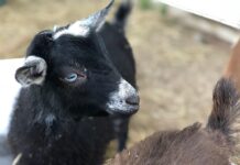 New ‘boos’ the perfect cure for winter doldrums Nigerian dwarf goat