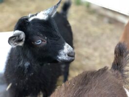 Nigerian dwarf goat