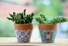 How to choose your first indoor plant succulents