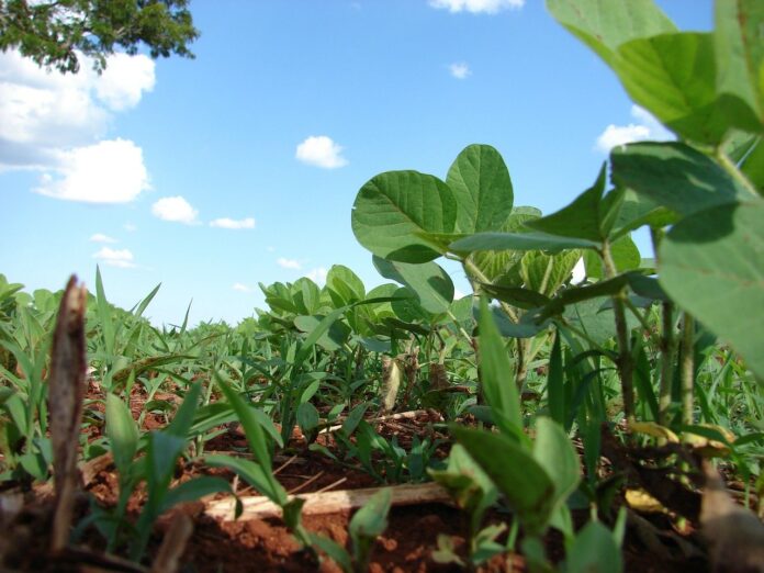 Brazil soybean plantation