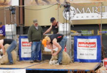 Ohio teen wins national shearing contest a man shears a sheep on a stage