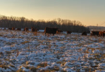 Time to look at those grazing plans snowy pasture