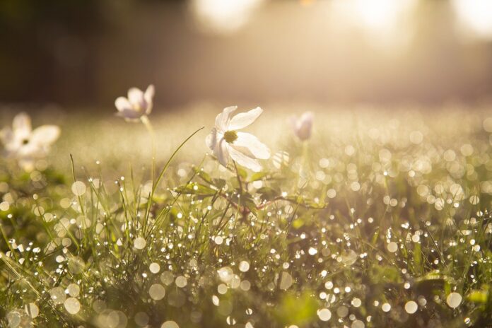 spring sunrise with flower