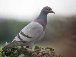 Unexpected disasters and what follows carrier pigeon