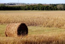 Considerations of early season hayfield scouting Kansas
