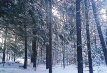 We asked for this. Can we change? Maine forest