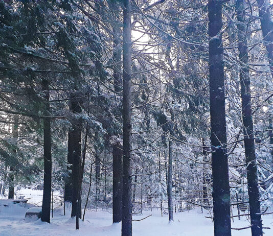 Maine forest