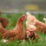 USDA confirms avian influenza in Maine, New York brown hen on green grass during daytime