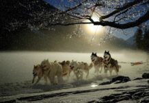 Sled dogs embody tenacity, grit, determination sled dogs