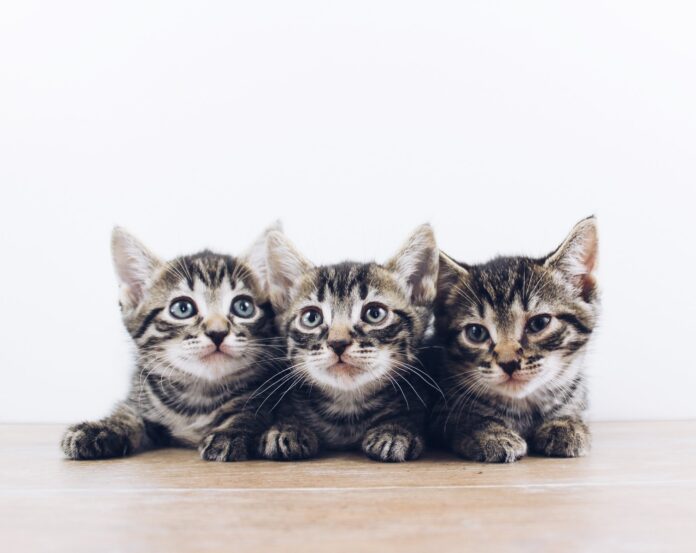 three brown tabby kittens