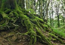 Growing roots to stay grounded, healthy roots