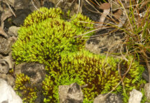 New native plant species discovered in Ohio in 2021 curved tortilla moss