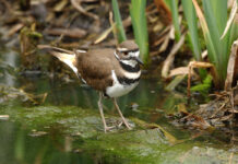 Behind the cute, clever behavior of the killdeer Killdeer