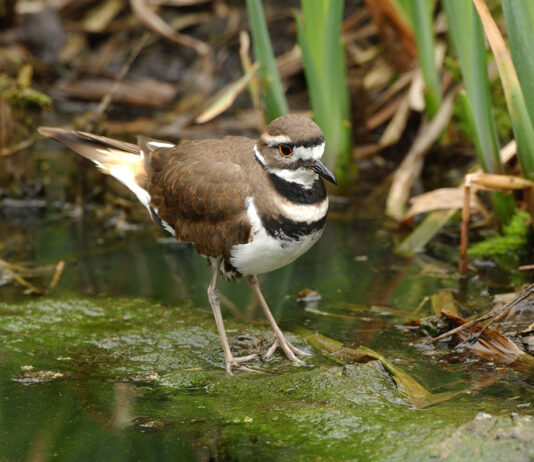 Killdeer
