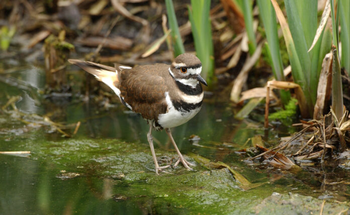 Killdeer