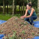 What does it take to grow the perfect Christmas tree? woman holds pine cones in her hand as a tree farm