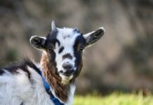 Backyard beef, sheep, goats webinar set for Oct. 26 goat