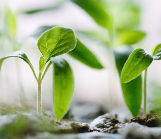 green plants on soil
