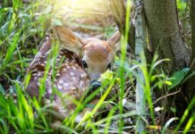How to spot the signs of spring in Ohio and Pennsylvania fawn
