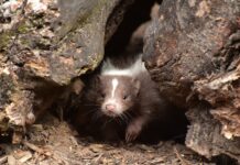 Remembering a skunk-wrangling friend skunk