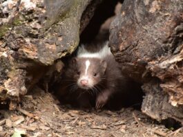 Remembering a skunk-wrangling friend skunk