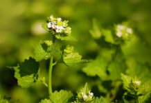 When it comes to becoming carbon neutral, think locally garlic mustard