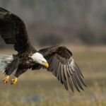 Ohio confirms avian influenza in wild birds bald eagle above brown frield