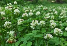 Running buffalo clover no longer federally endangered buffalo clover flowers