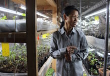 Working in healthy ways keeps occupational therapist going at Purple Skies Farm A woman stands next to seedlings on shelves.