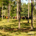 USDA collects detailed data on agroforestry for first time ever