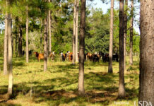 USDA collects detailed data on agroforestry for first time ever