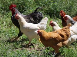 white and brown chicken on green grass during daytime