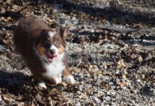 Follow love’s lead and you won’t be led astray puppy