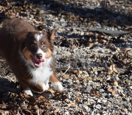 puppy