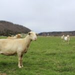 Demand and prices for lamb hit record highs in 2021 A sheep stands broadside to the camera in a pasture with other sheep in the background