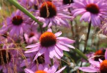 How to plant coneflowers echinacea flowers