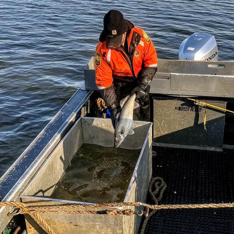 An inside look at walleye and saugeye management in Ohio - Farm