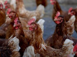 Pennsylvania leads nation in H5N1 bird flu cases brown and white chicken on white sand