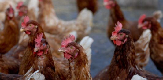 Pennsylvania leads nation in H5N1 bird flu cases brown and white chicken on white sand