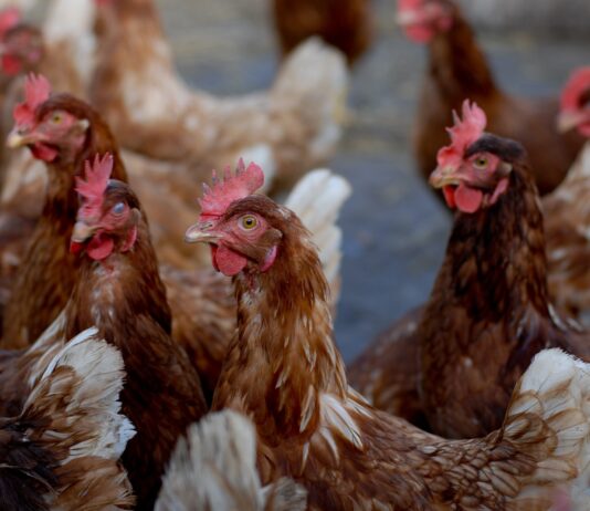 brown and white chicken on white sand