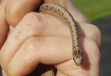 How to identify and react to snakes in Ohio brownsnake