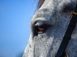 Worthless horse horse