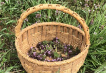 The pleasing properties of purple dead nettle Purple dead nettle
