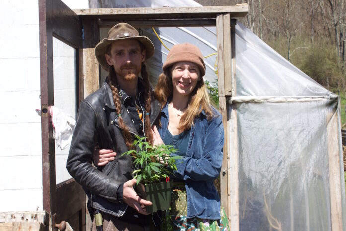 A man and a woman stand in front of a greenhouse with a hemp plant.